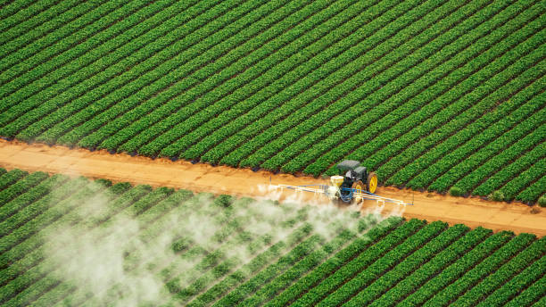 Best Ant Control Services  in Pemberton Heights, NJ