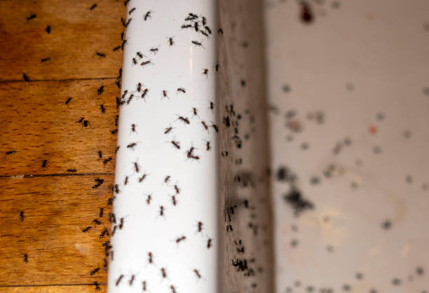 Best Local Pest Control Services  in Pemberton Heights, NJ