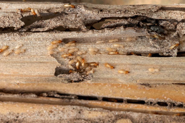 Best Bed Bug Extermination  in Pemberton Heights, NJ